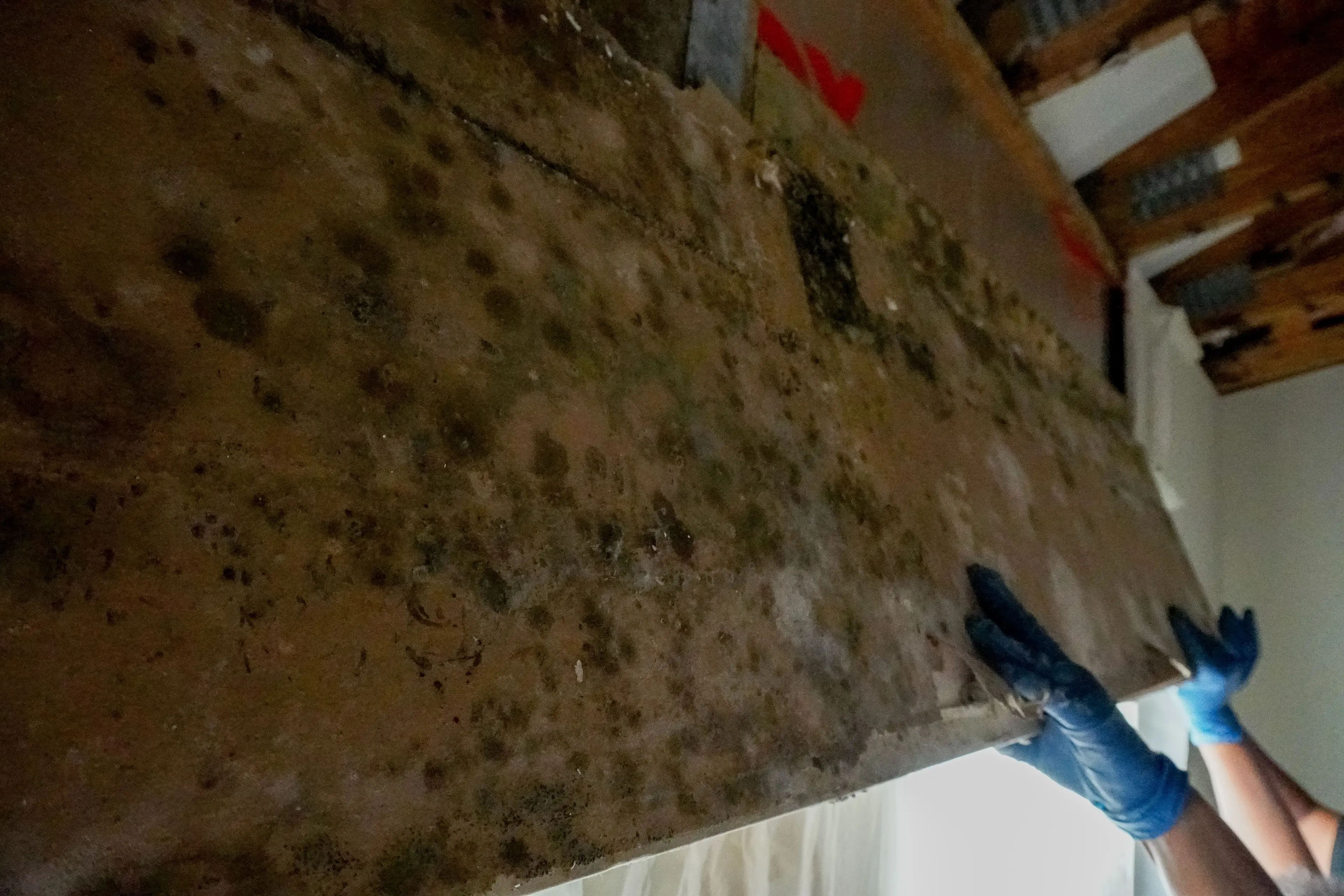Extraction of mold-contaminated materials inside a project site